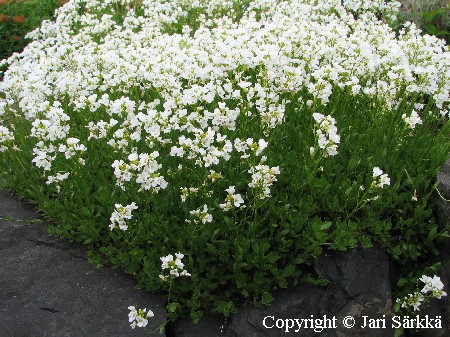 Arabis procurrens